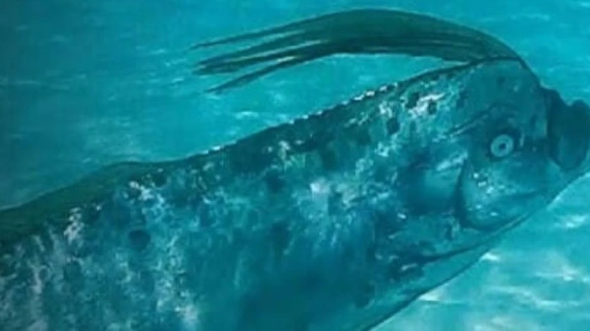 Trzy ryby zagłady zauważone przy plaży. To może być zwiastun nadchodzącego kataklizmu