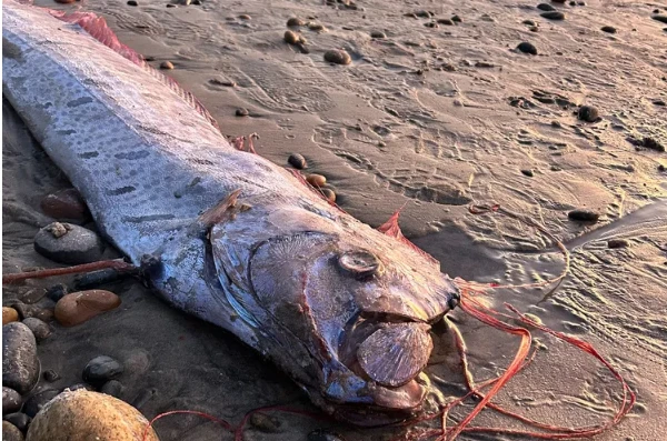 Trzy ryby zagłady zauważone przy plaży. To może być zwiastun nadchodzącego kataklizmu