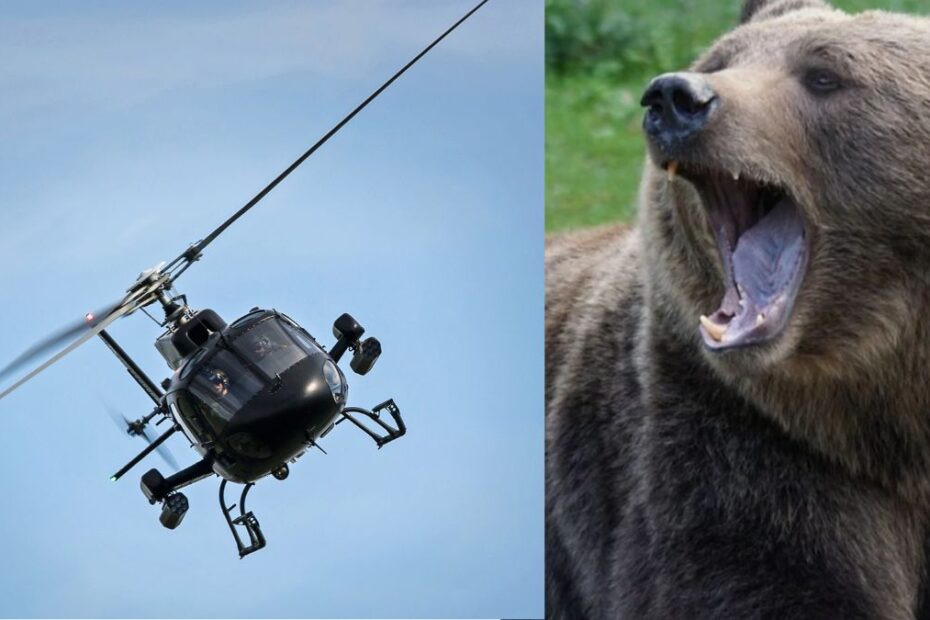 Niedźwiedź rozszarpał turystę na szlaku w Rumunii. Na zdjęciu helikopter w akcji orazniedźwiedź
