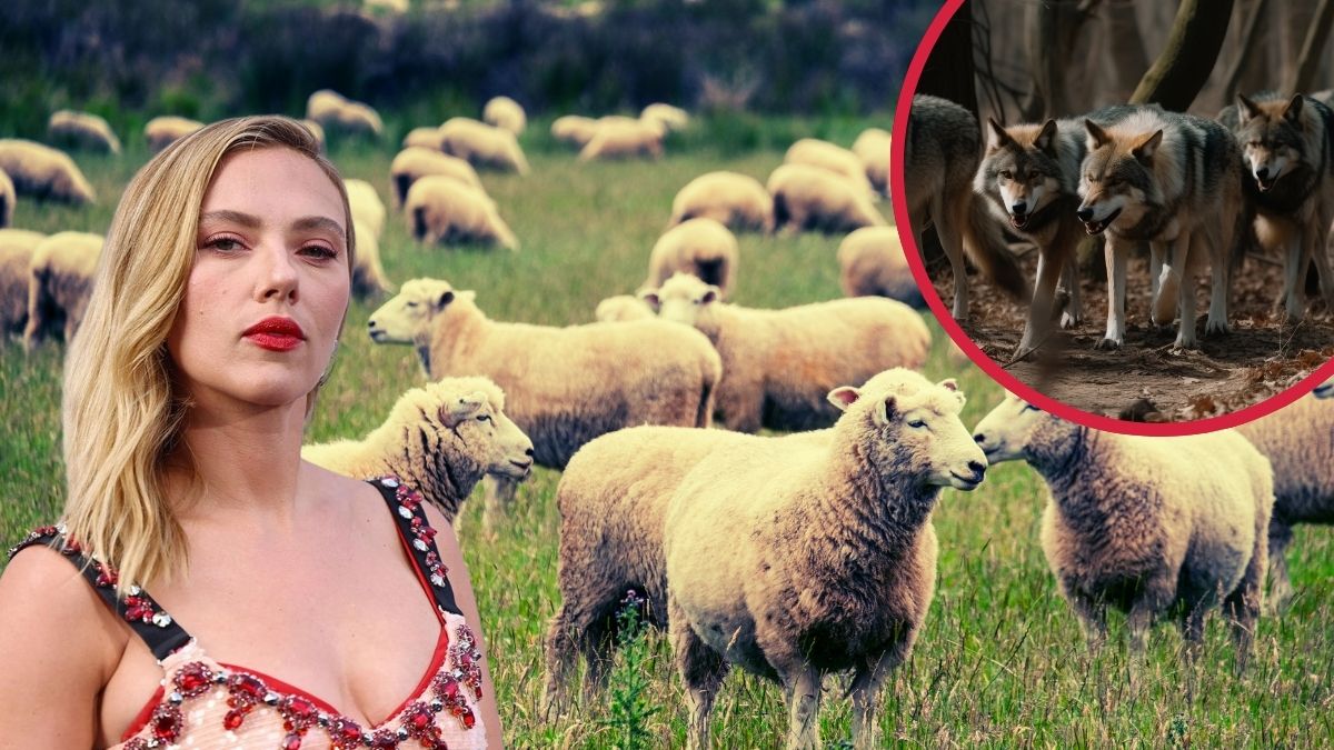 Głos Scarlett Johansson AC/DC wilki