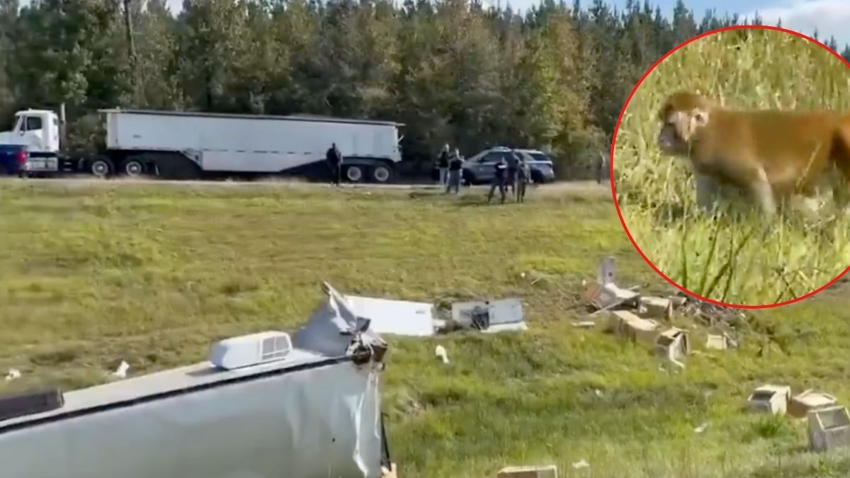 Wypadek ciężarówki przewożącej niebezpieczne małpy laboratoryjne. Zwierzęta zakażone wirusem zapalenia wątroby typu C, Covidem i opryszczką uciekły z transportu