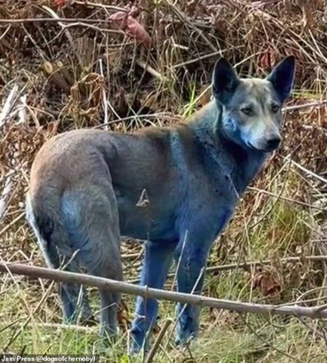 Niebieskie psy z Czarnobyla Foto: zdjęcie psa z niebieską sierścią