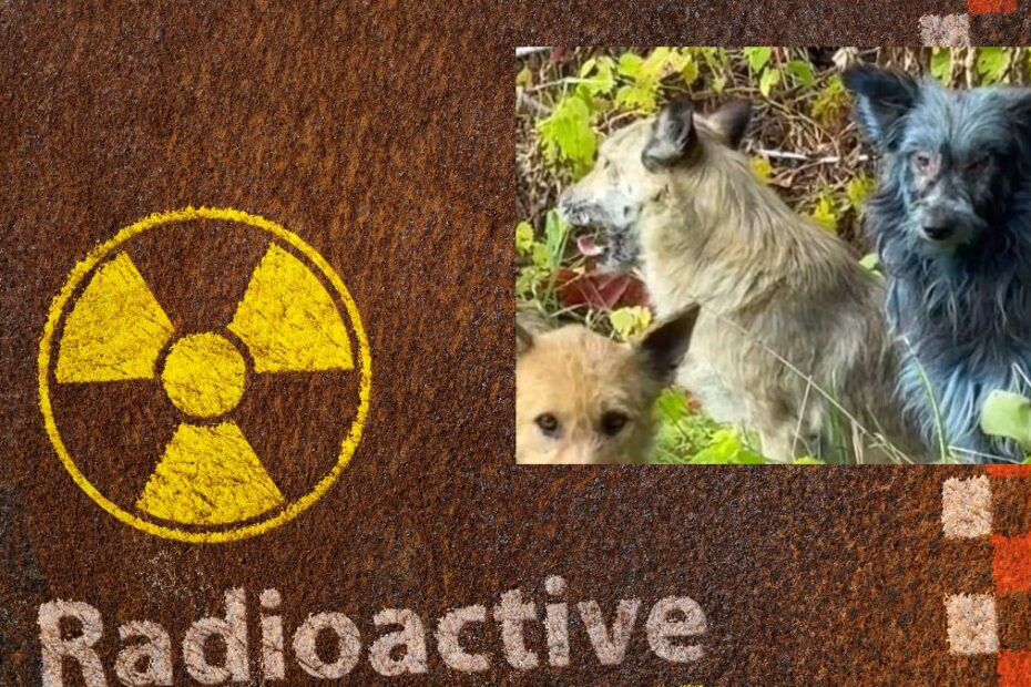 Niebieskie psy z Czarnobyla Foto: znak skażenia terenu i zdjęcie psów z niebieską sierścią