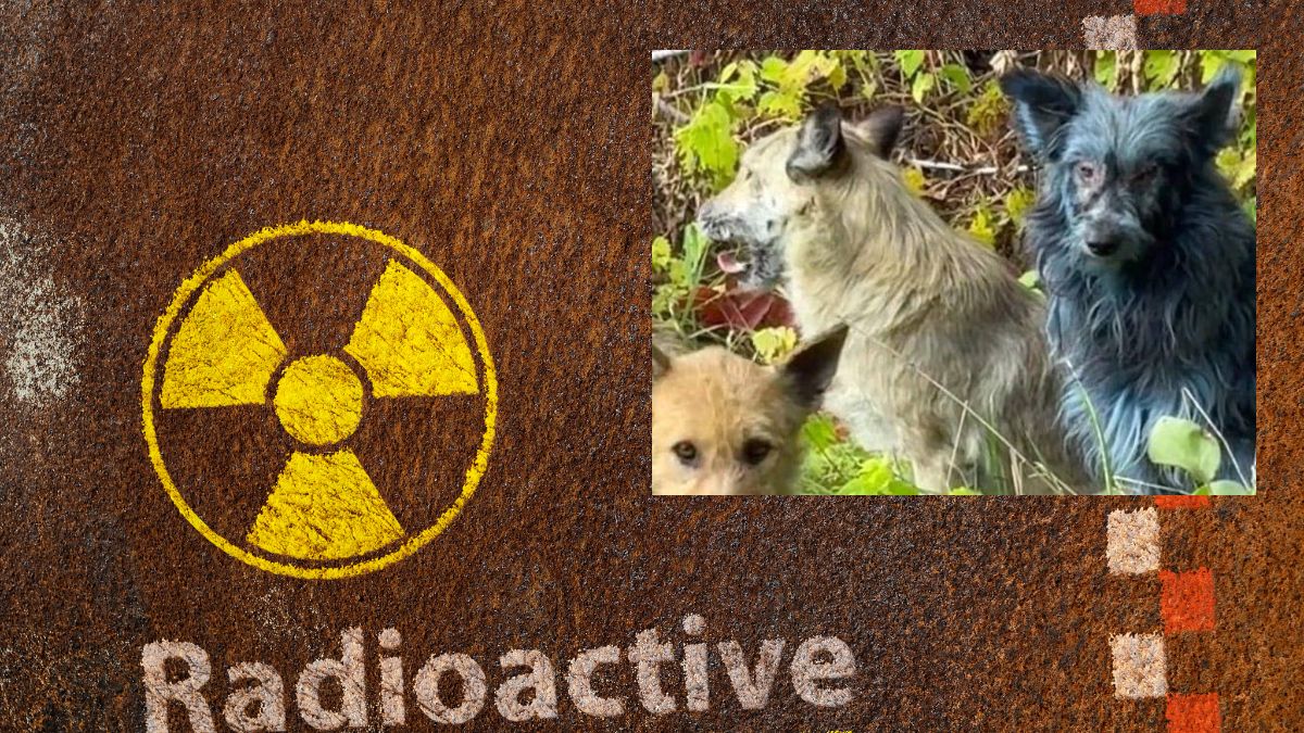 Niebieskie psy z Czarnobyla Foto: znak skażenia terenu i zdjęcie psów z niebieską sierścią