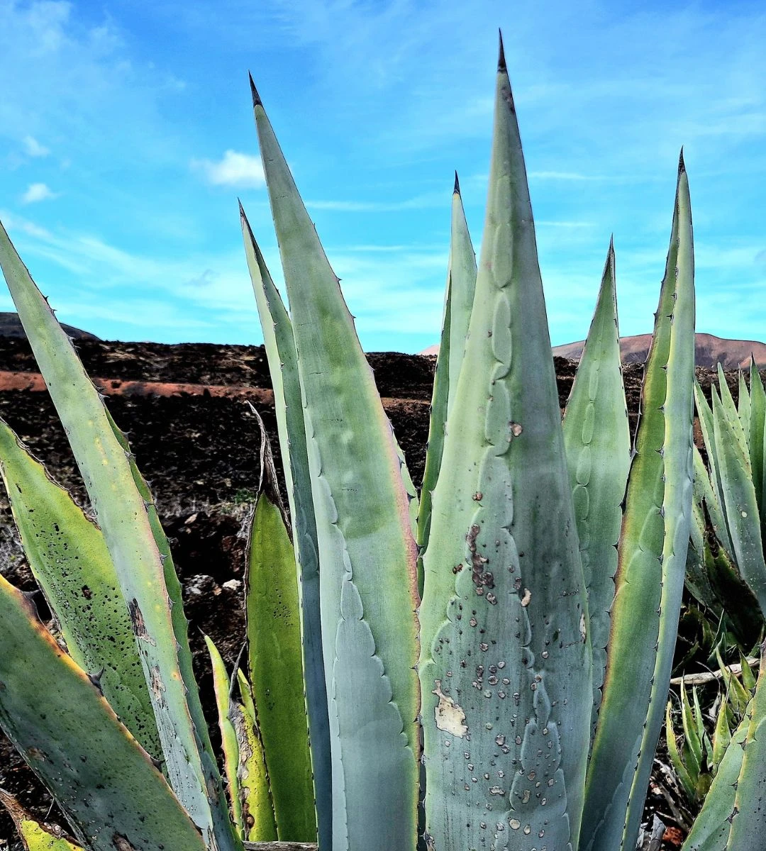 Co łączy meksykańskie nietoperze i tequilę Foto: agawa 