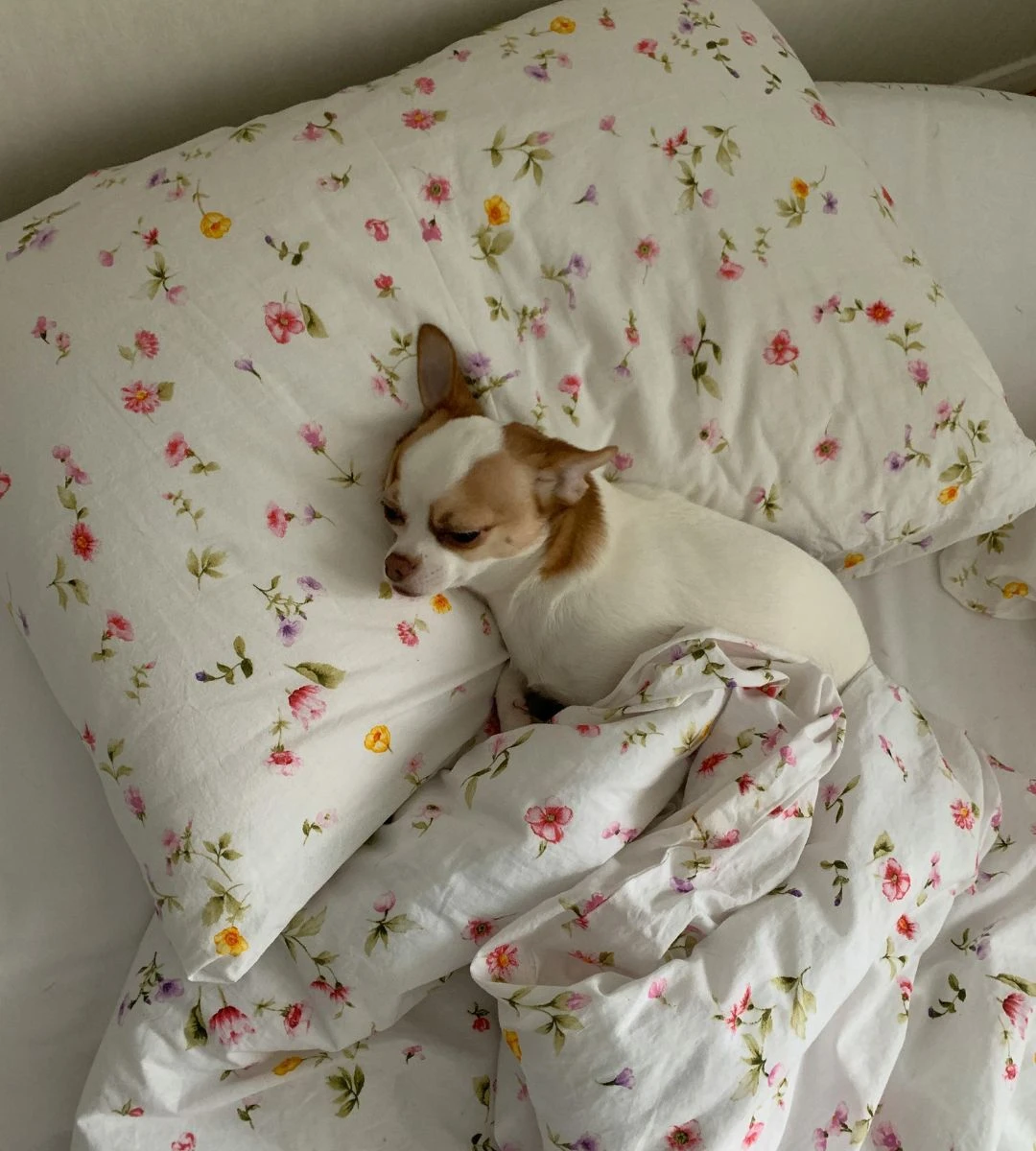 Spanie ze zwierzakiem w łóżku Foto: pies na łóżku
