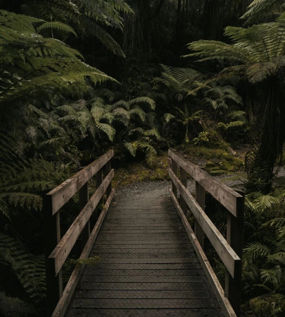 Najbardziej zielone państwo świata Foto: Tropikalny las deszczowy