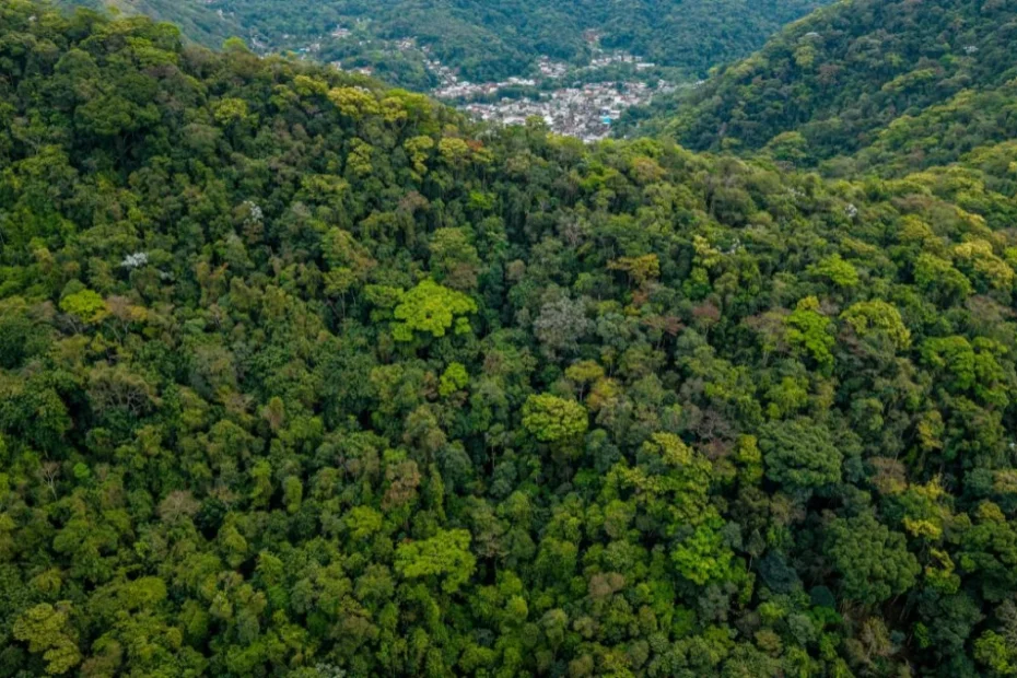 Najbardziej zielone państwo świata Foto: Tropikalny las deszczowy