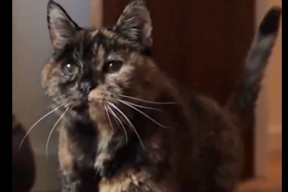 Najstarszy żyjący kot na świecie