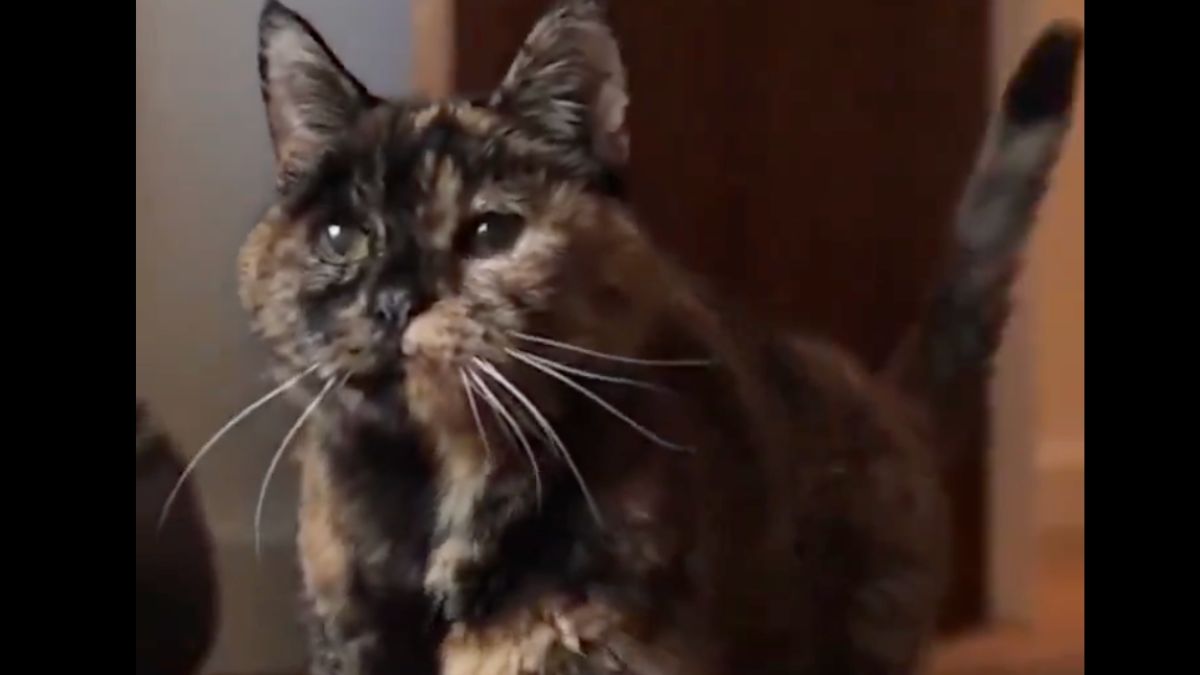 Najstarszy żyjący kot na świecie